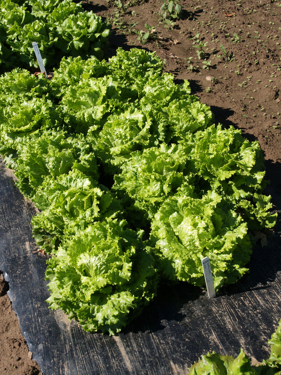 Lettuce, Leny Organic