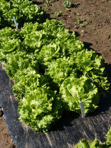 Lettuce, Leny Organic