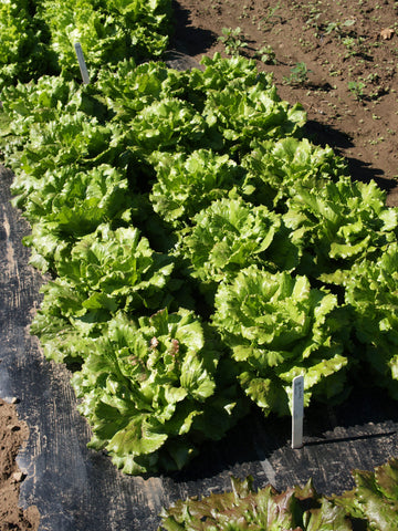 Lettuce, Sierra MI