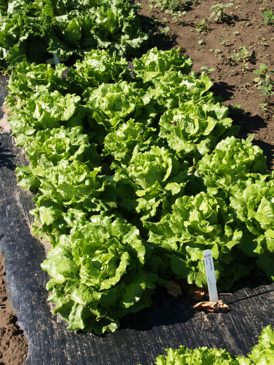 Lettuce, Nevada MI