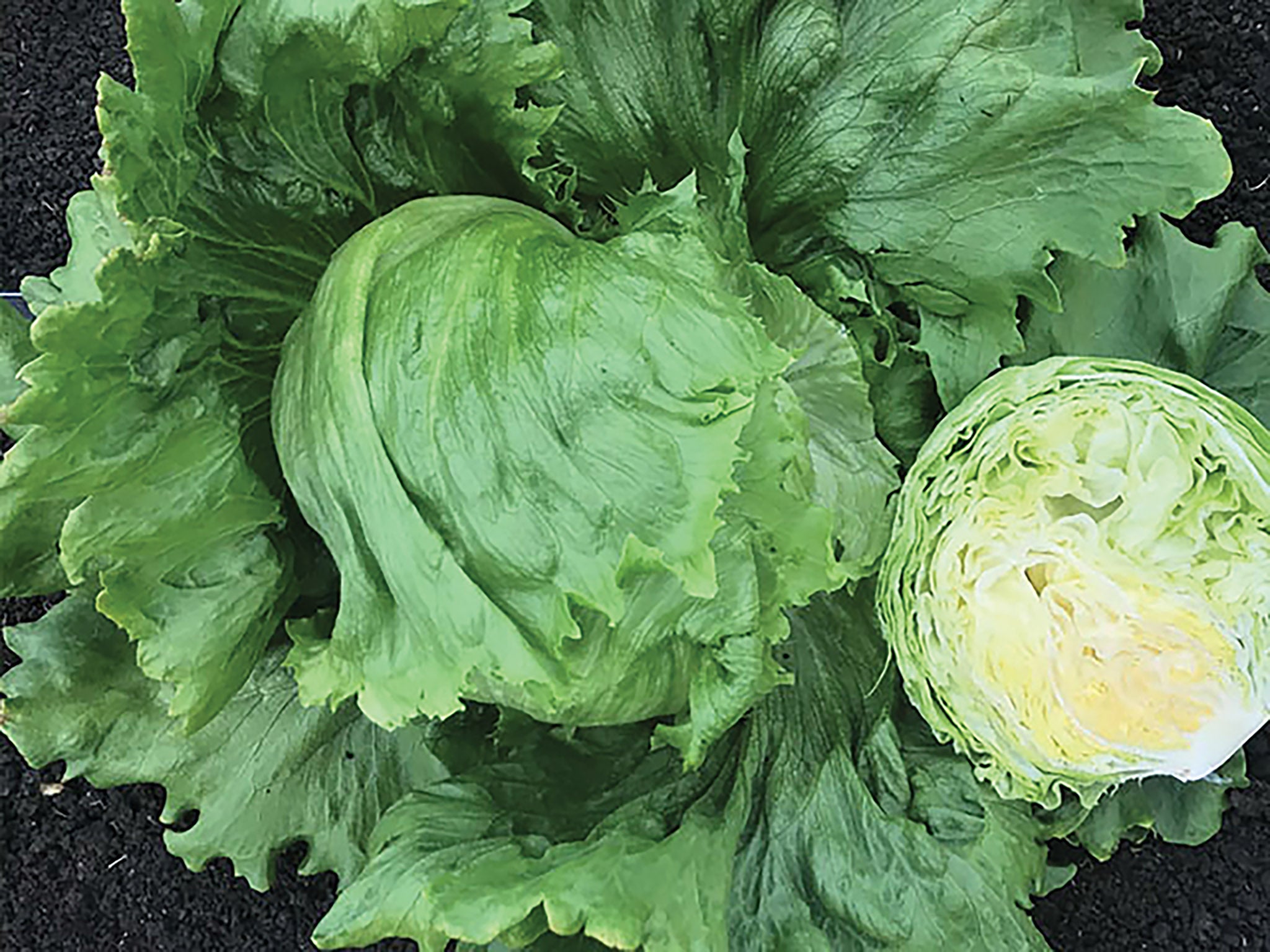 Lettuce, Paonia Organic William Dam Seeds