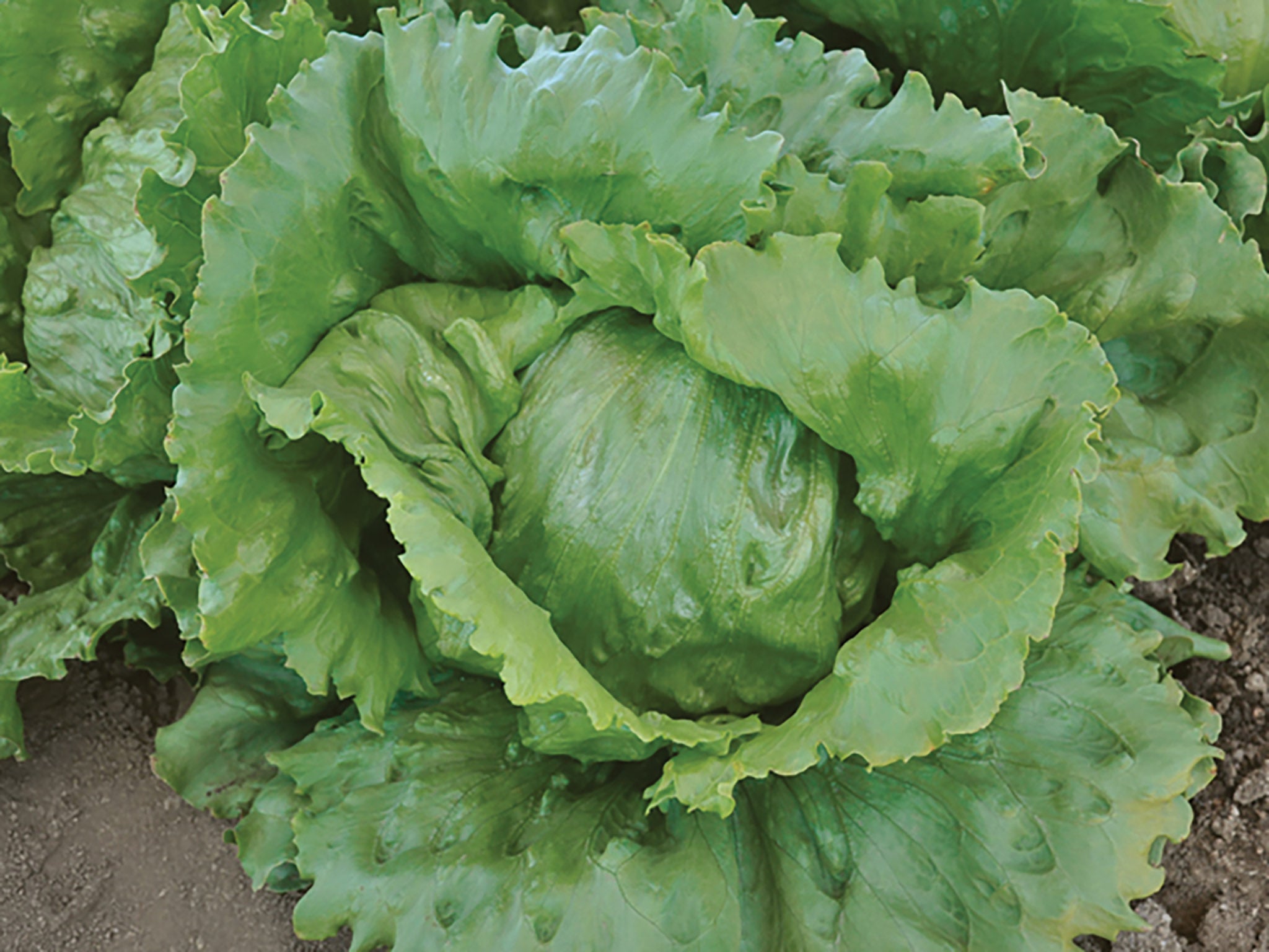 Lettuce, Paonia Organic William Dam Seeds