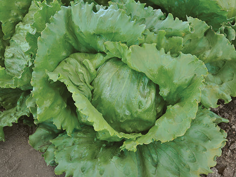 Lettuce, Paonia Organic