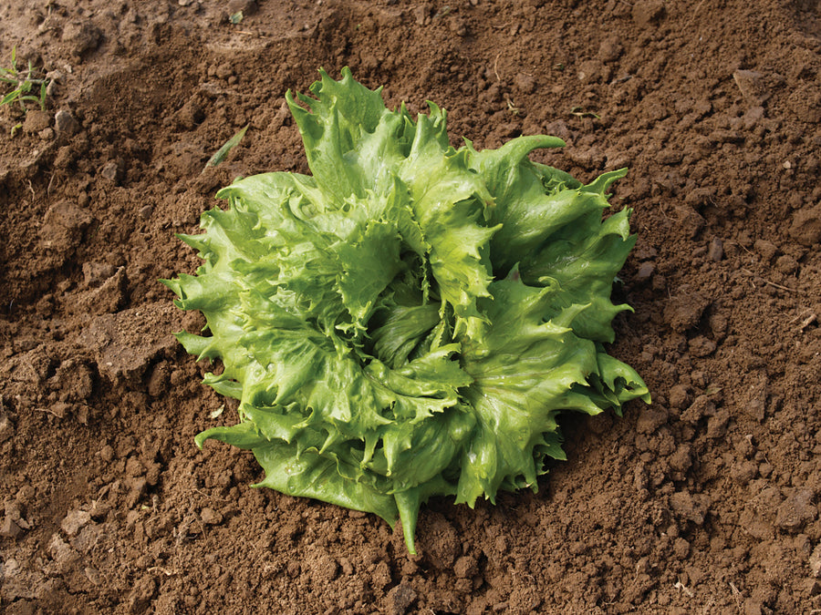 Lettuce, Great Lakes 659:DC