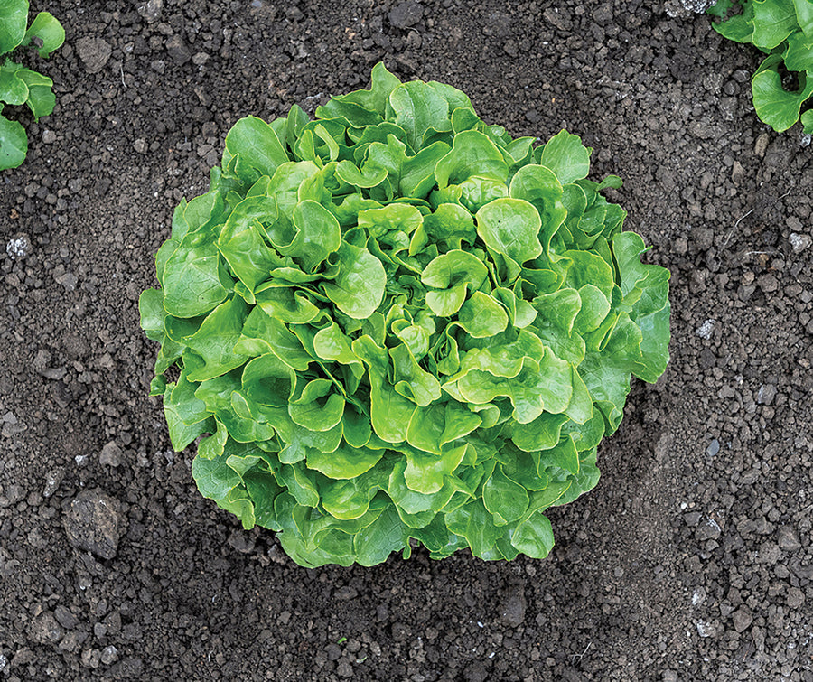 Lettuce, Bauer Organic