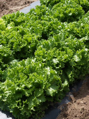 Bergams Green Organic (Pellet)
