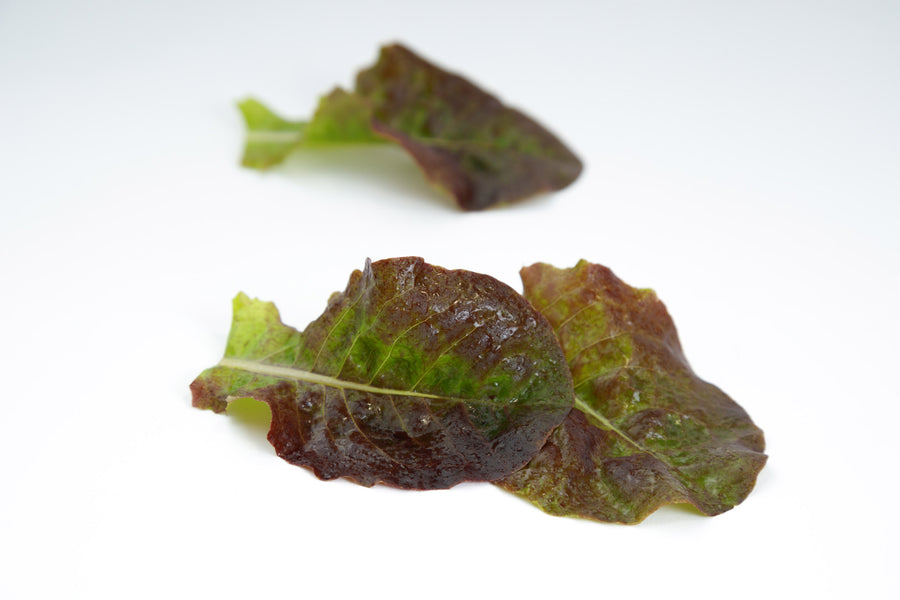 Lettuce, Red Tide