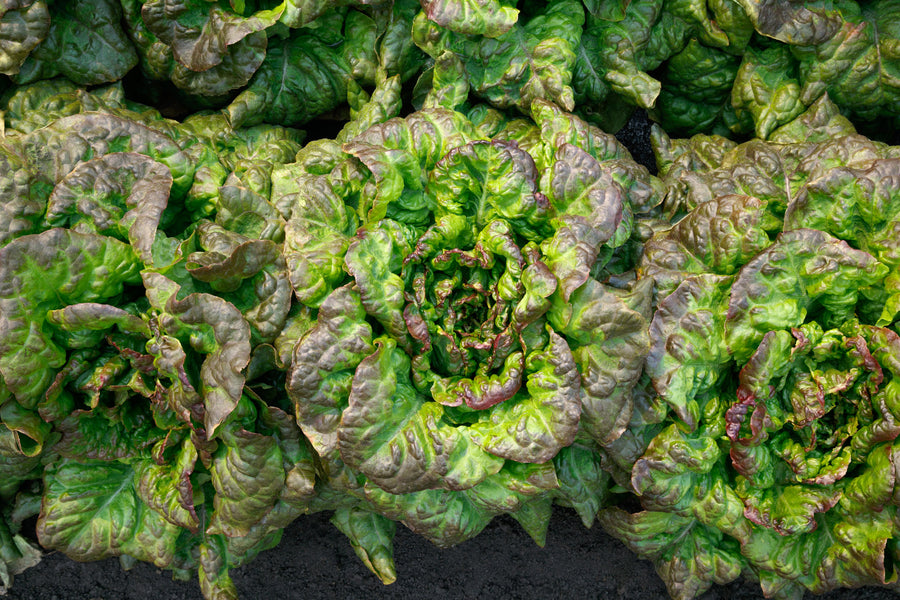 Lettuce, Red Tide