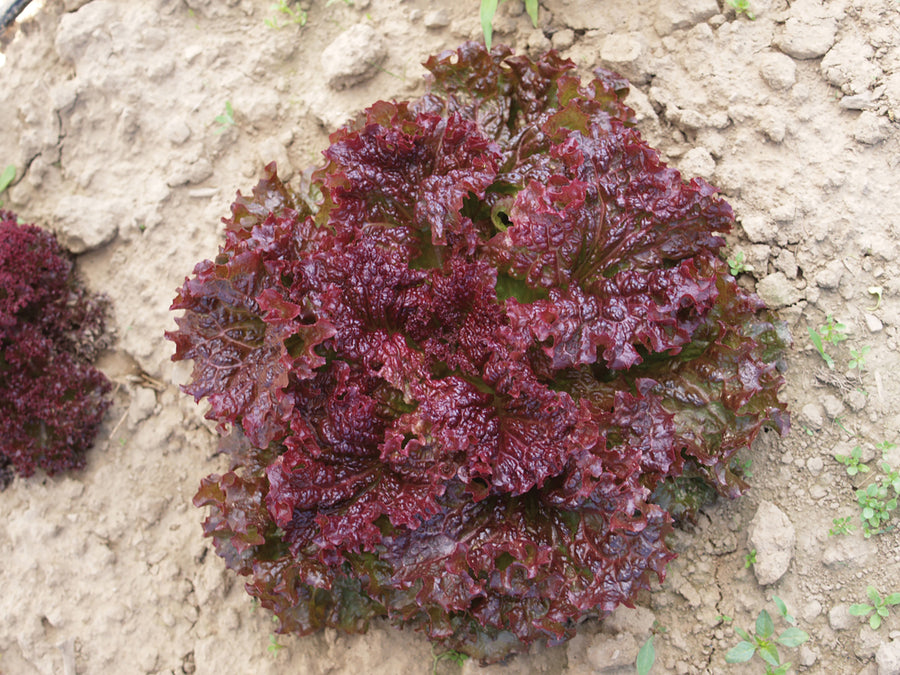 Lettuce, Ruby
