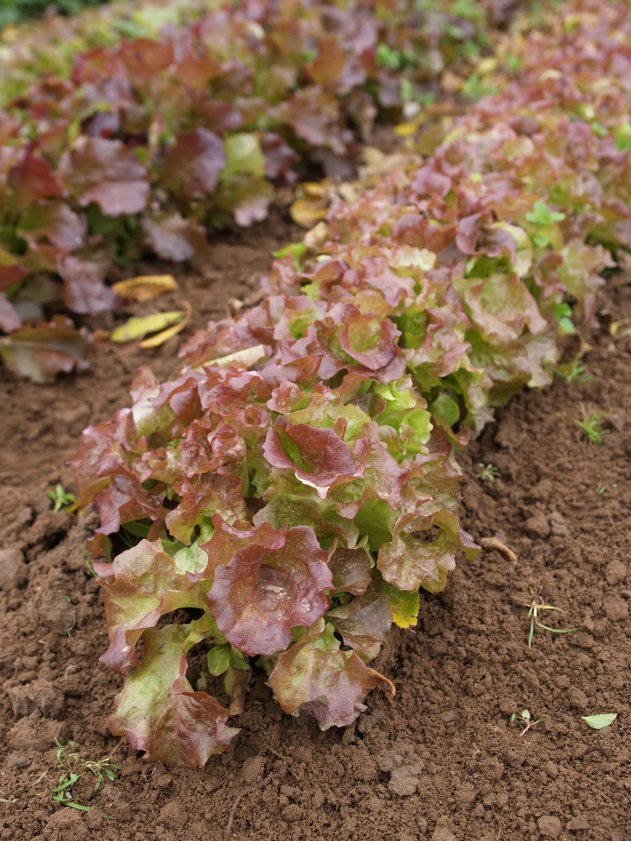 Lettuce, Ruby