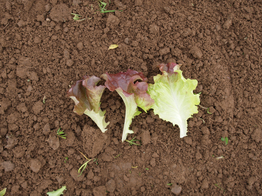 Lettuce, Ruby