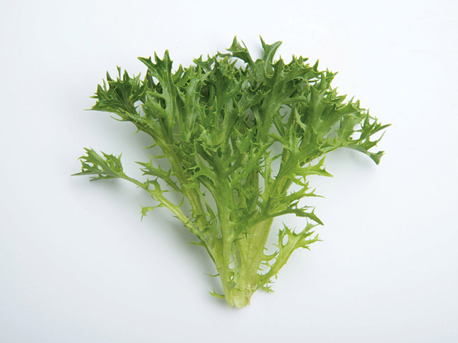 Lettuce, Eztron Organic (Pellet)