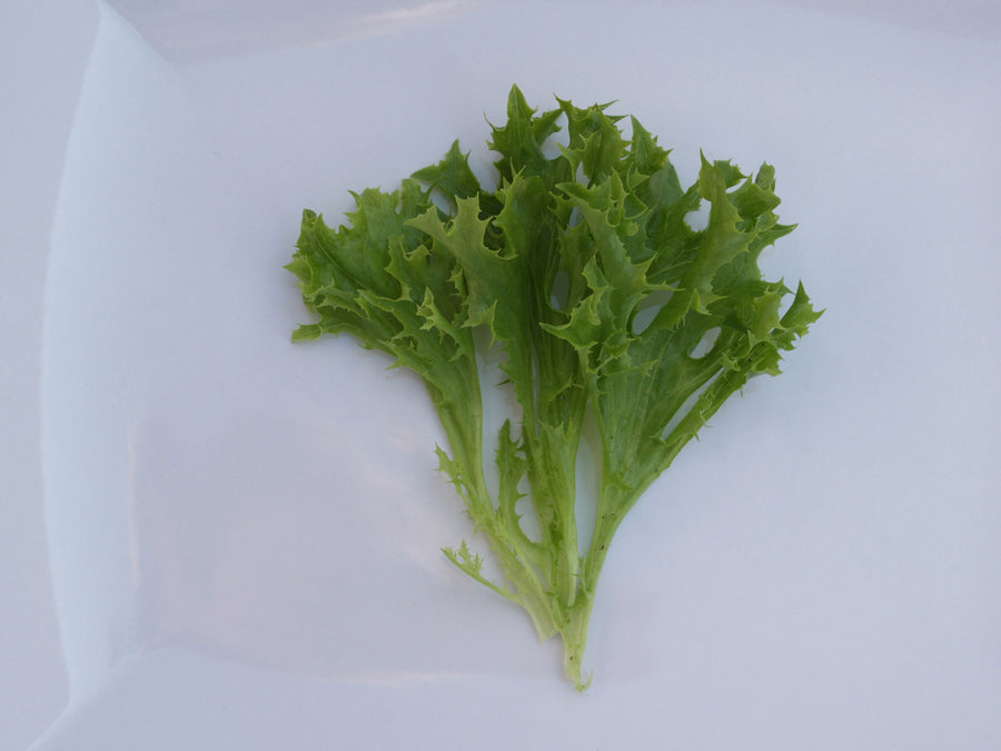 Lettuce, Ezrilla Organic (Pellet)