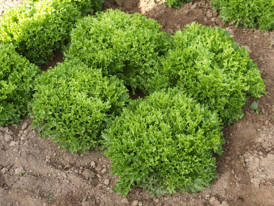 Lettuce, Ezrilla Organic (Pellet)