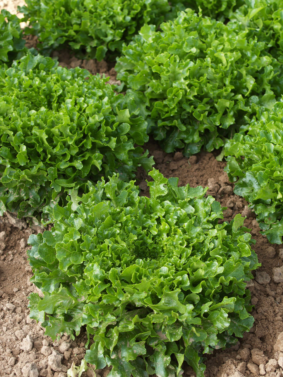 Lettuce, Hampton Organic (Pellets)