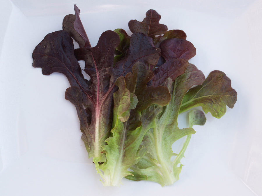 Lettuce, Buckley Organic SE