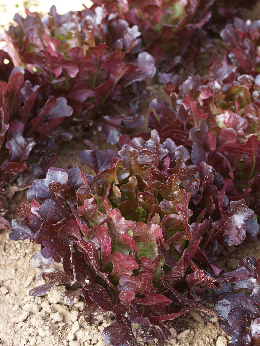 Lettuce, Buckley Organic SE