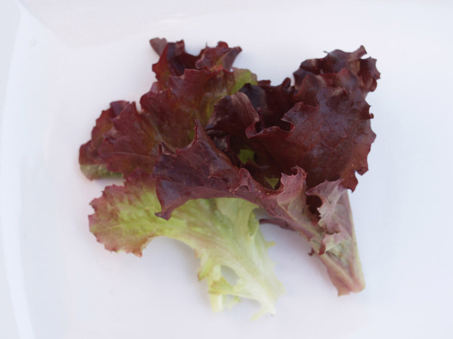 Lettuce, Brentwood Organic (Pellets)