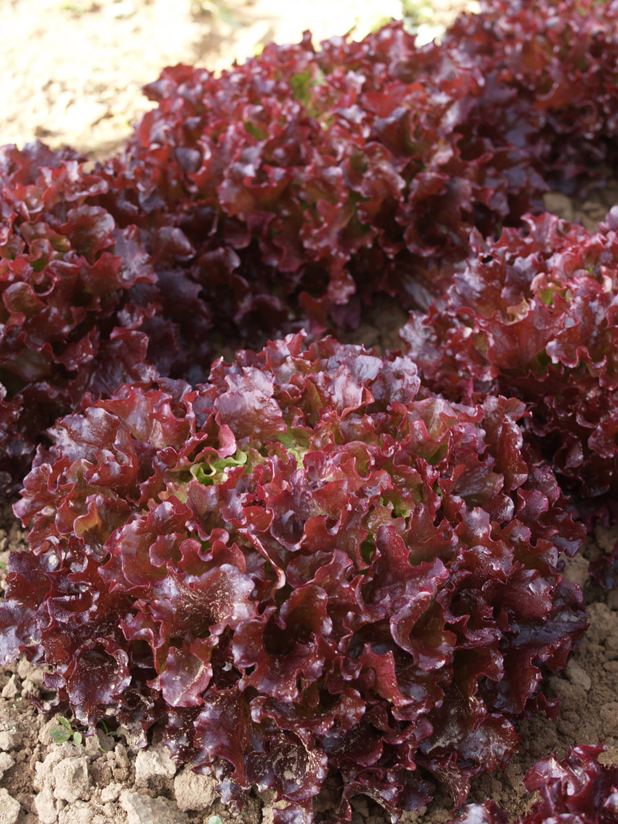 Lettuce, Brentwood Organic (Pellets)