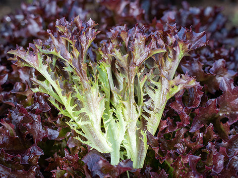 Lettuce, Ezflor Organic