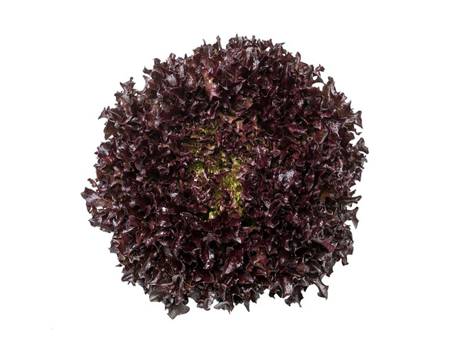 Lettuce, Ezflor Organic