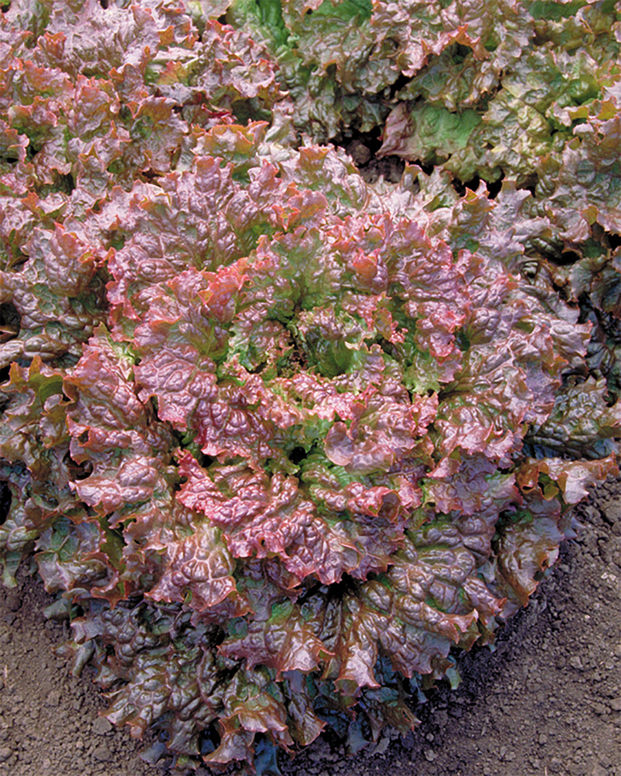 Lettuce, Red Sails :DC
