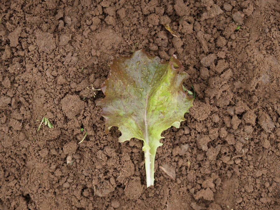 Lettuce, Red Sails :DC