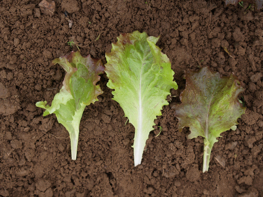 Lettuce, Red Sails :DC
