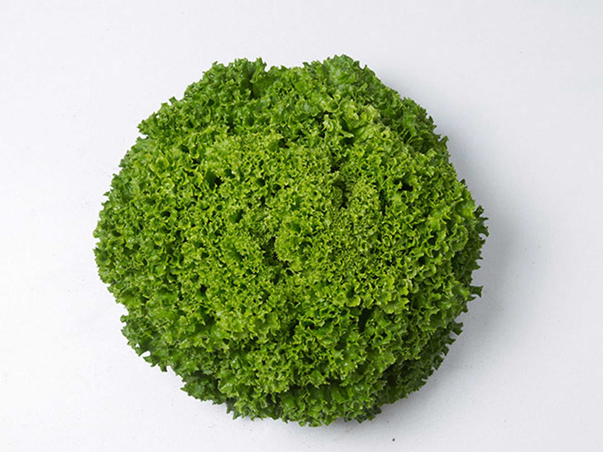 Lettuce, Ilema Organic Pellet William Dam Seeds