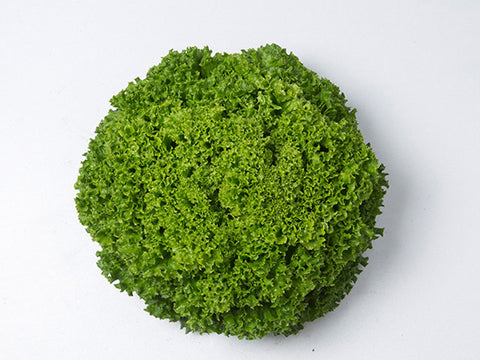 Lettuce, Ilema Organic Pellet