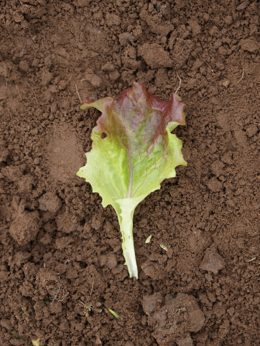New Red Fire Organic