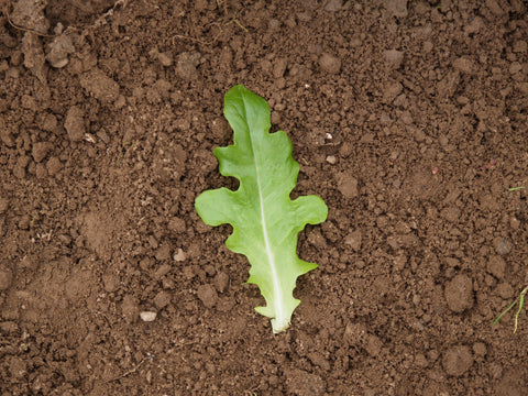 Lettuce, Royal Oakleaf