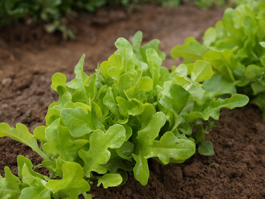 Lettuce, Royal Oakleaf