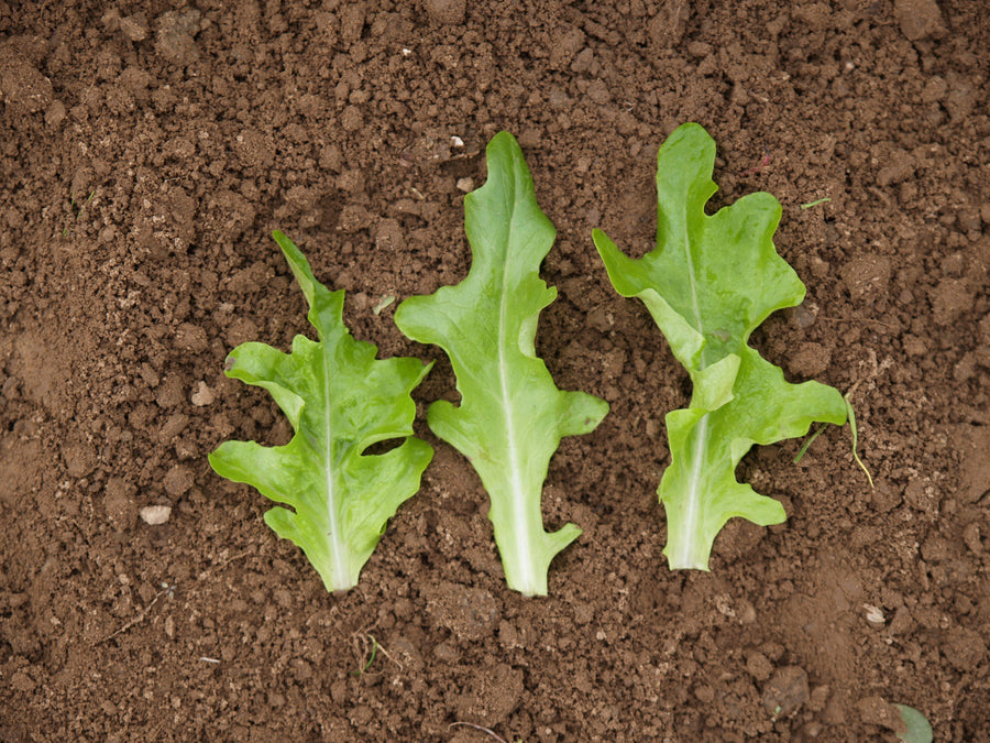 Lettuce, Royal Oakleaf
