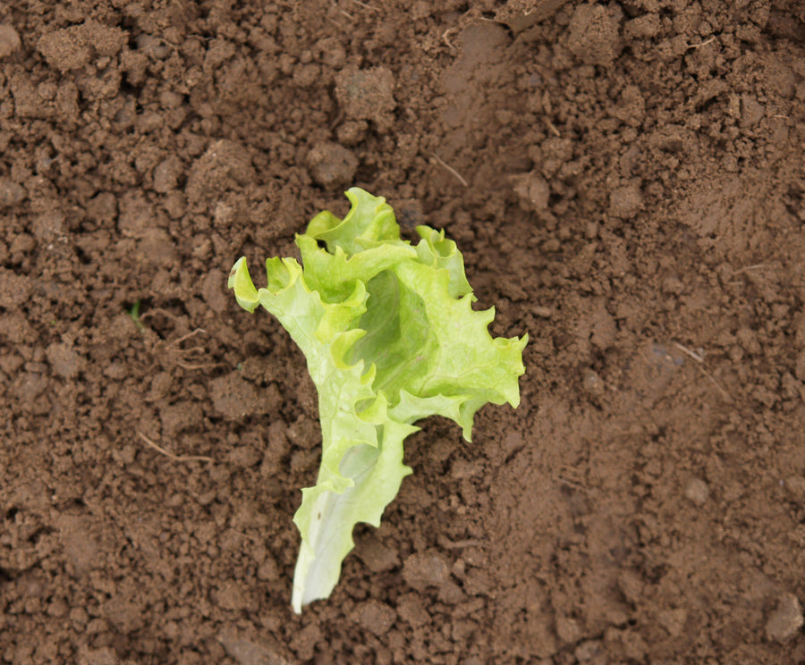 Lettuce, Lollo Bionda:DC