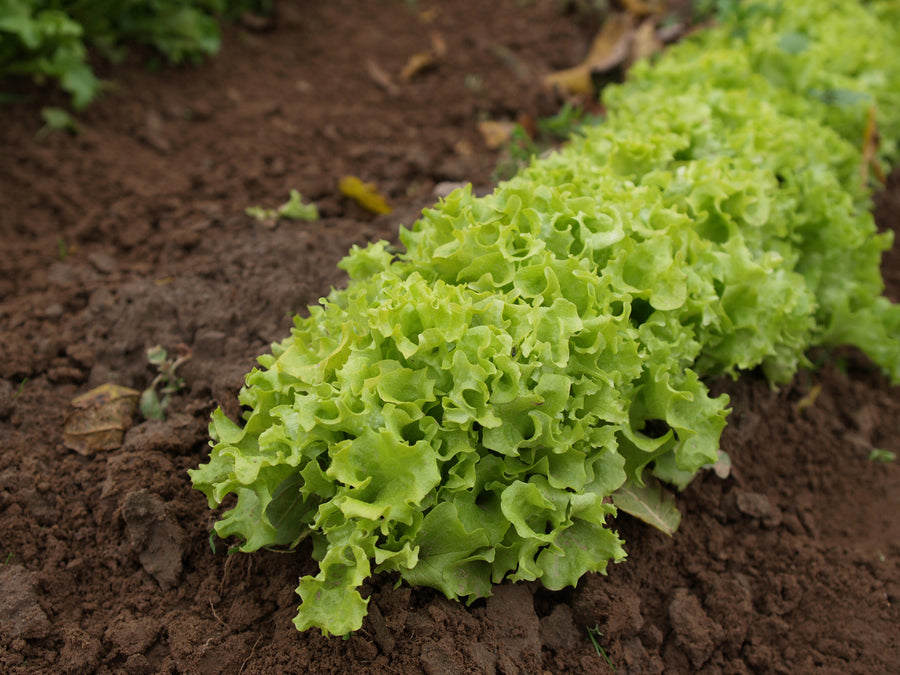 Lettuce, Lollo Bionda:DC