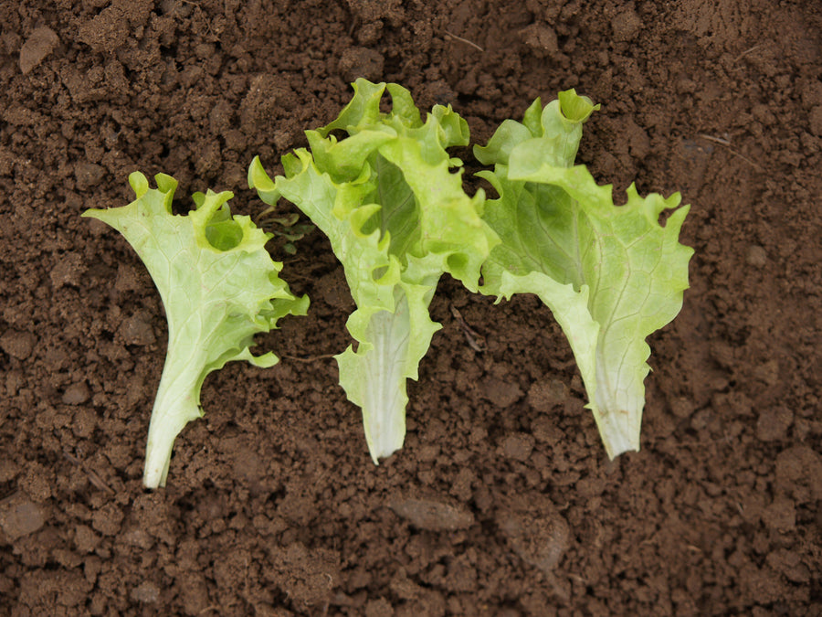 Lettuce, Lollo Bionda:DC