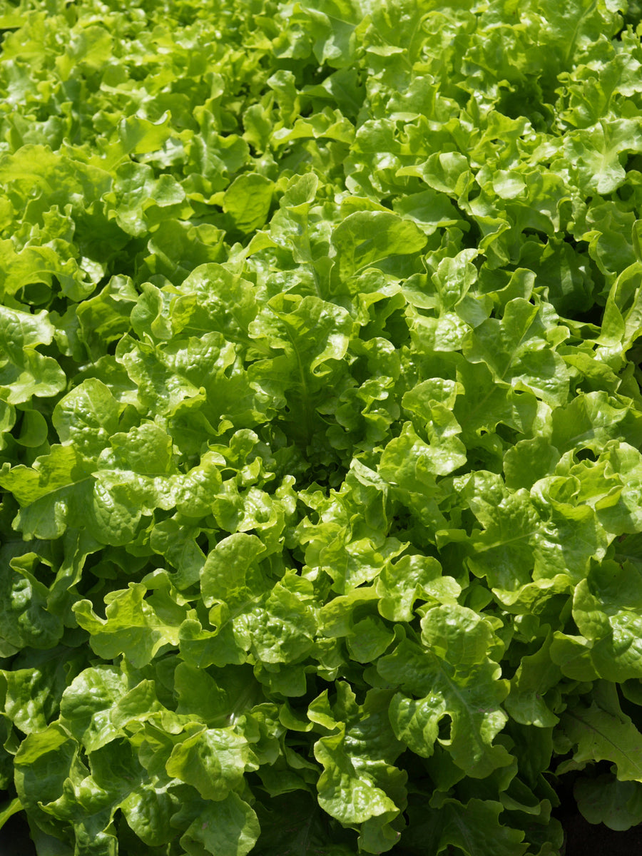 Lettuce, Salad Bowl