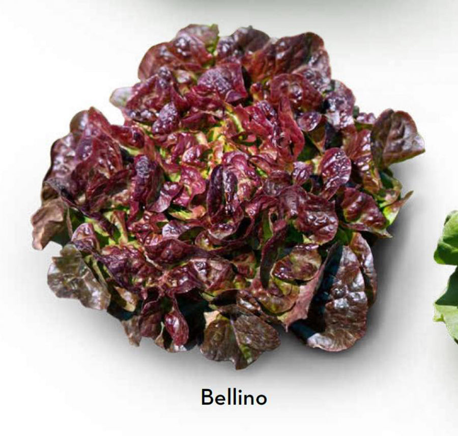 Lettuce, Bellino
