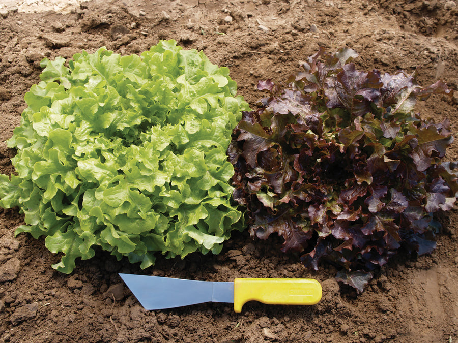 Lettuce, Red Salad Bowl-SE