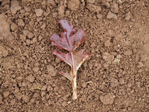 Lettuce, Red Salad Bowl-SE