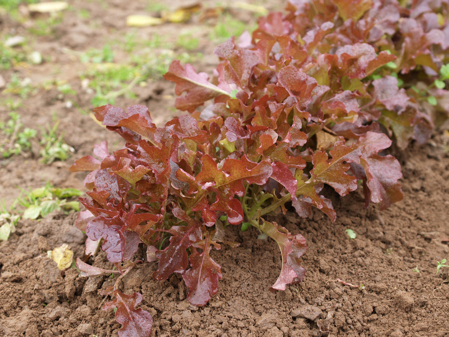 Lettuce, Red Salad Bowl-SE