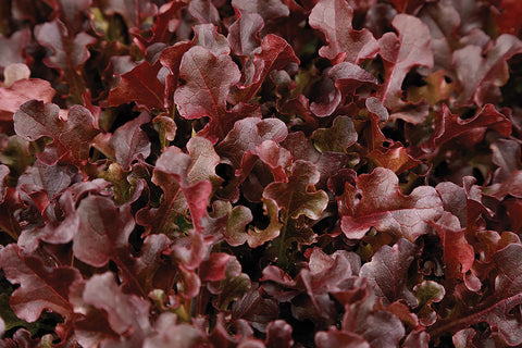 Lettuce, Red Dragon