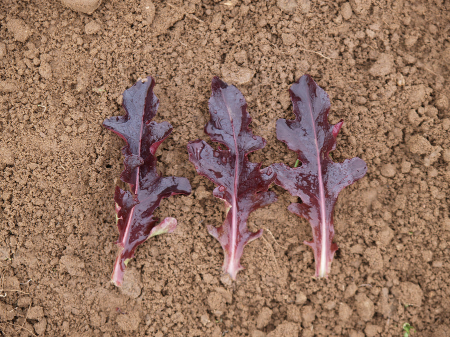 Lettuce, Blade Organic -SO:DC