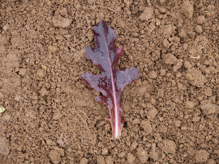 Lettuce, Blade Organic -SO:DC