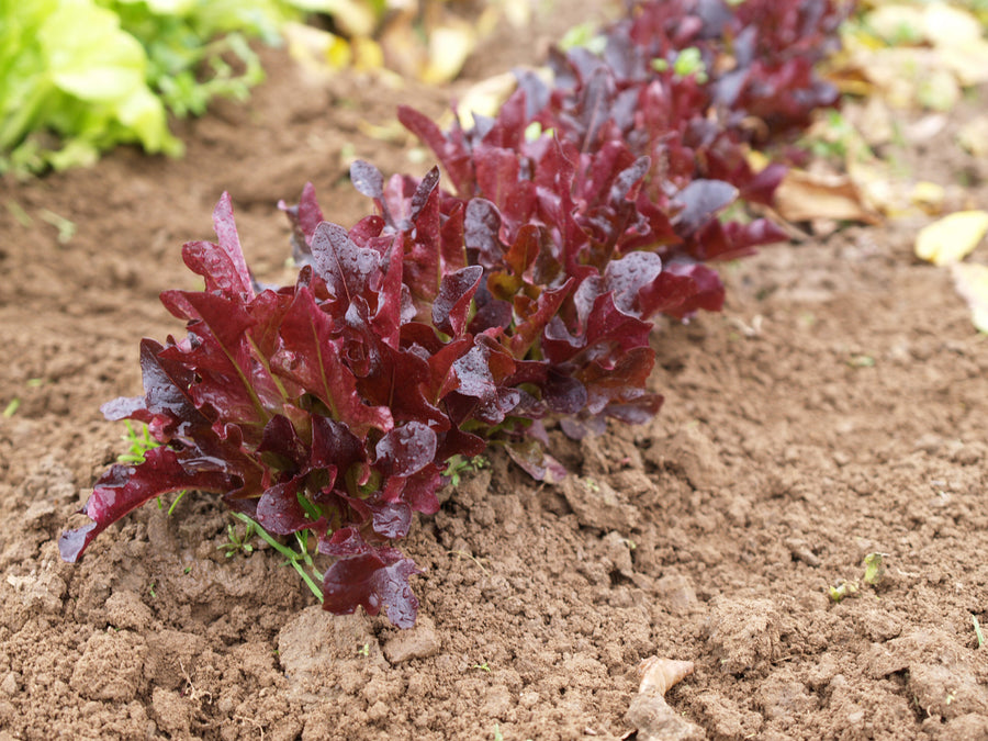 Lettuce, Blade Organic -SO:DC