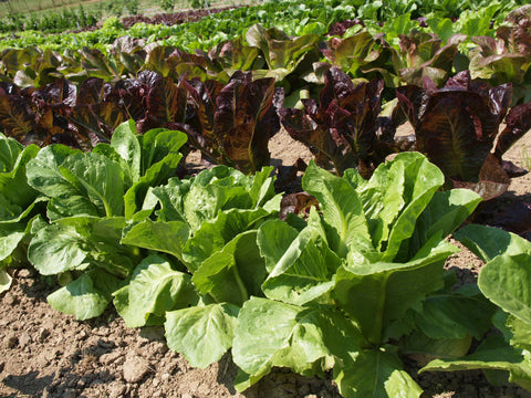 Lettuce, Parris Island