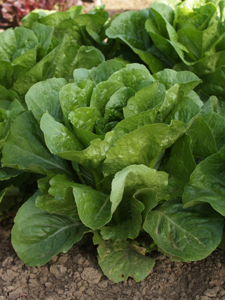 Lettuce, Coastal Star Organic (Pellet)