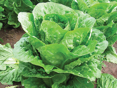 Lettuce, Mezquite Organic