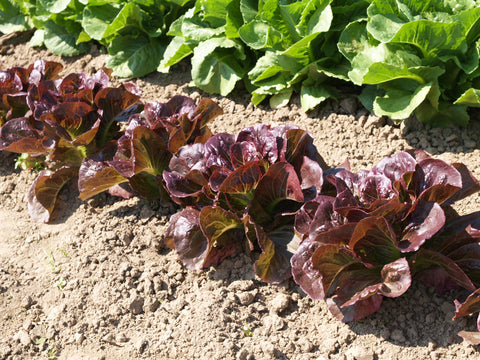 Lettuce, Pomegranate Crunch Organic (Pellet)